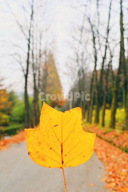 단풍,낙엽,가을,fall,yellow,가을,계절,fall,autumn,season,leaf,잎,plant,식물,tree,나무