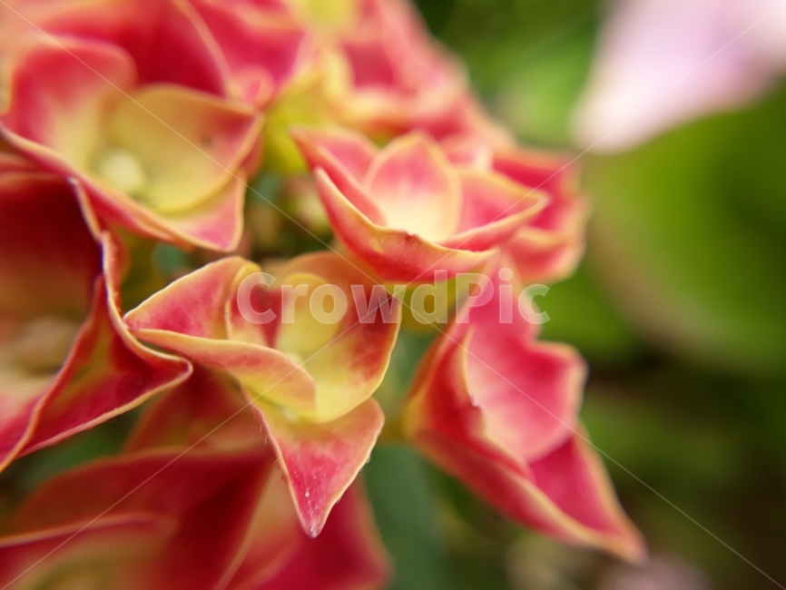 꽃,자연,식물,배경,감성,힐링,식물,자연,plants,nature,꽃,flower