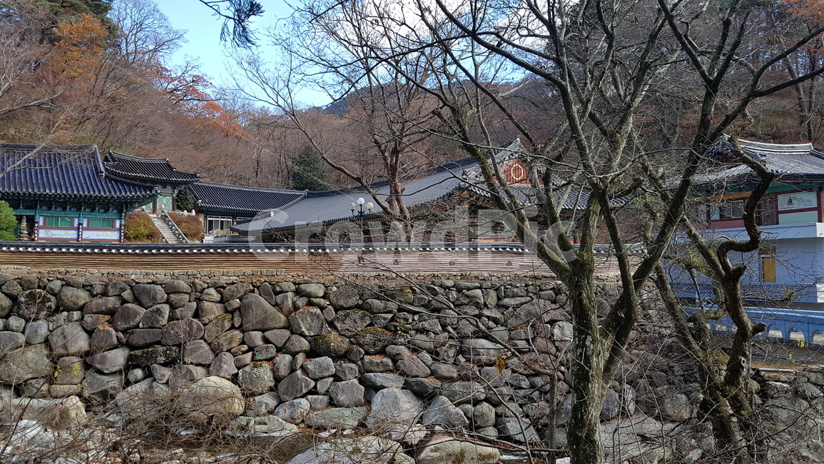가을,해인사,돌담,나무,기와