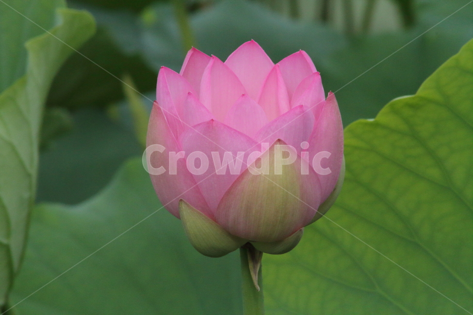 연,연꽃,꽃,식물,lotus,식물,자연,plants,nature,꽃,flower
