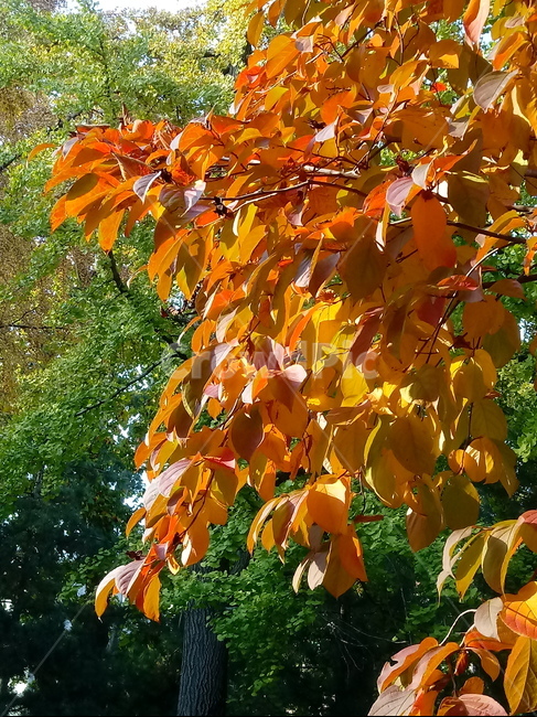 가을,단풍,낙엽,maple,plant,식물,단풍나무,단풍잎,leaf,잎,tree,나무,계절,fallautumnseason,가을단풍,자연,풍경,경치,가을,계절,fall,autumn,season,식물,자연,plants,nature,나무,trees,wood