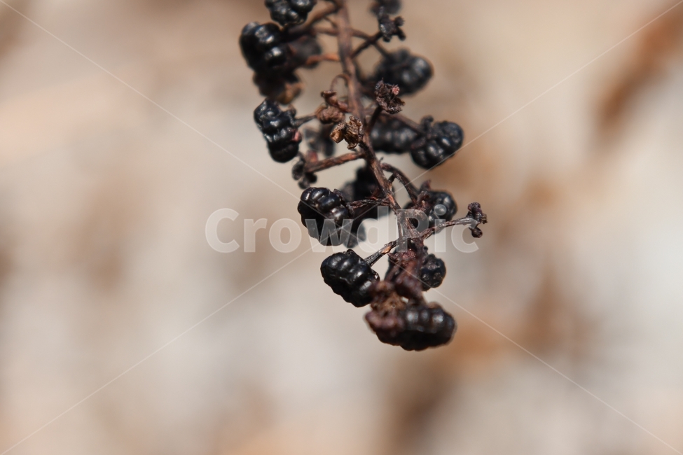 열매,겨울,식물,배경,마름,검정,식물,자연,plants,nature,과일,열매,fruit
