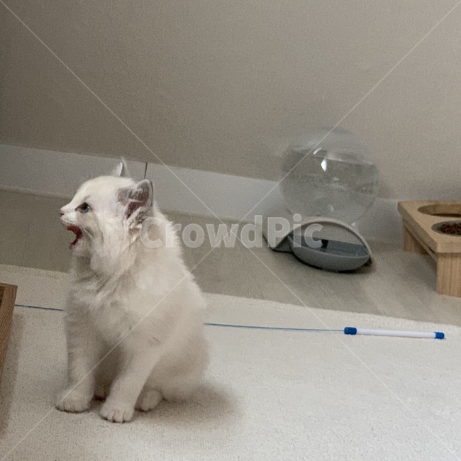 아기고양이,동물,고양이,cat,pet,렉돌고양이,렉돌,랙돌,ragdoll,동물,animal,포유류,mammal,고양이,cat,kitten,kitty