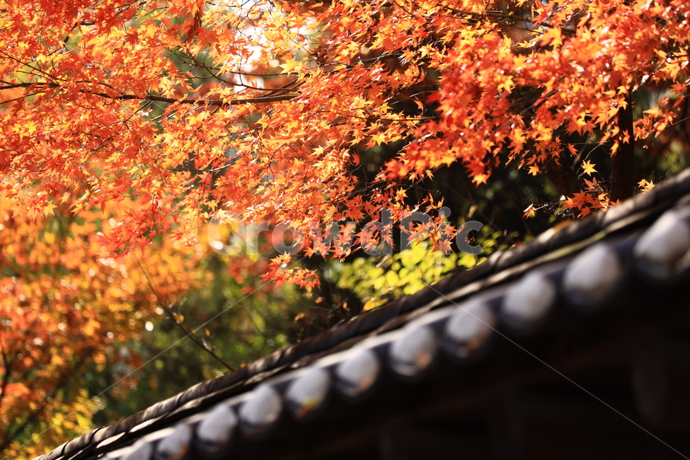 가을,낙엽,나무,식물,tree,단풍,가을,계절,fall,autumn,season