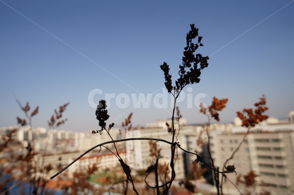 자연,식물,그림자,자연과도시,가을,가을하늘,겨울,식물,자연,plants,nature,꽃,flower