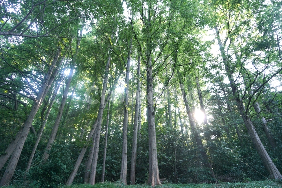 숲,나무,초록,싱그러움,푸르른,tree,forest,green,화창