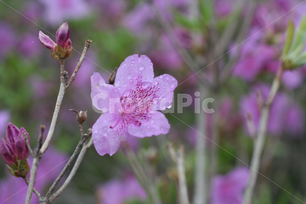 봄,비,봄비,철쭉,사랑의기쁨,봄,계절,spring,season,식물,자연,plants,nature,꽃,flower,plant,geranium,제라늄,blossom