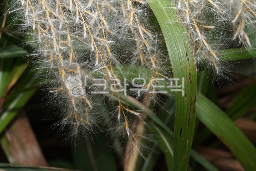 갈대, 가을, 식물, 생물, plant, 사진,이미지,일러스트,캘리그라피 - pb이로작가