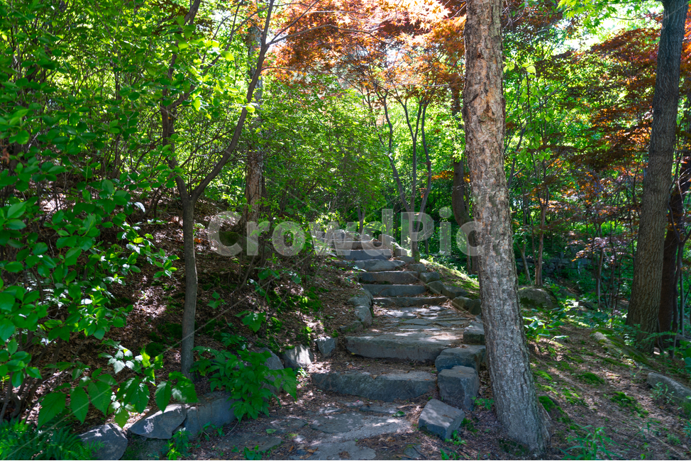 나무,그늘,계단,햇살,푸르름,숲,tree,sunshine,stair,shade,자연,풍경,nature,landscape,식물,plants,나무,trees,wood,plant,slate,슬레이트,flagstone,판석,path,통로