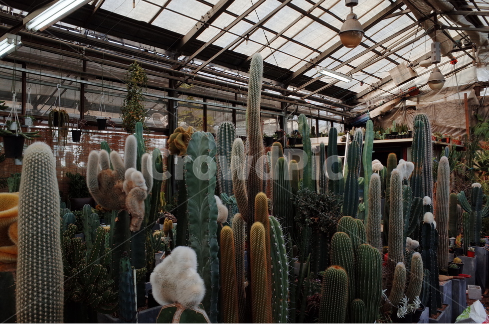 선인장,cactus,식물,plants,greenhouse,온실,식물,자연,plants,nature,실내용화초,화분,화초,house plant