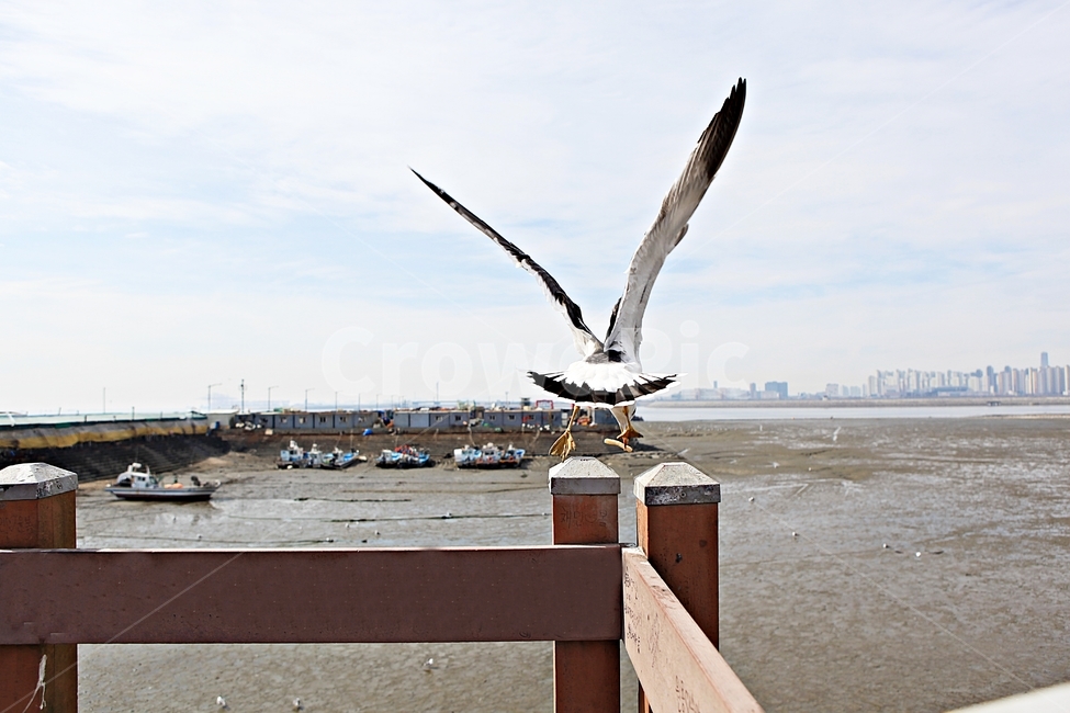 갈매기,조류,새,하늘,자연,풍경,배경,풍광,동물,animal,조류,새,birds