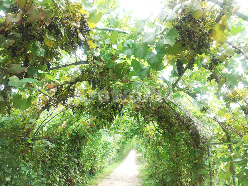 포도,포도넝쿨,옥외,정원,가든,포도아치,아치,자연,식물,자연,plants,nature