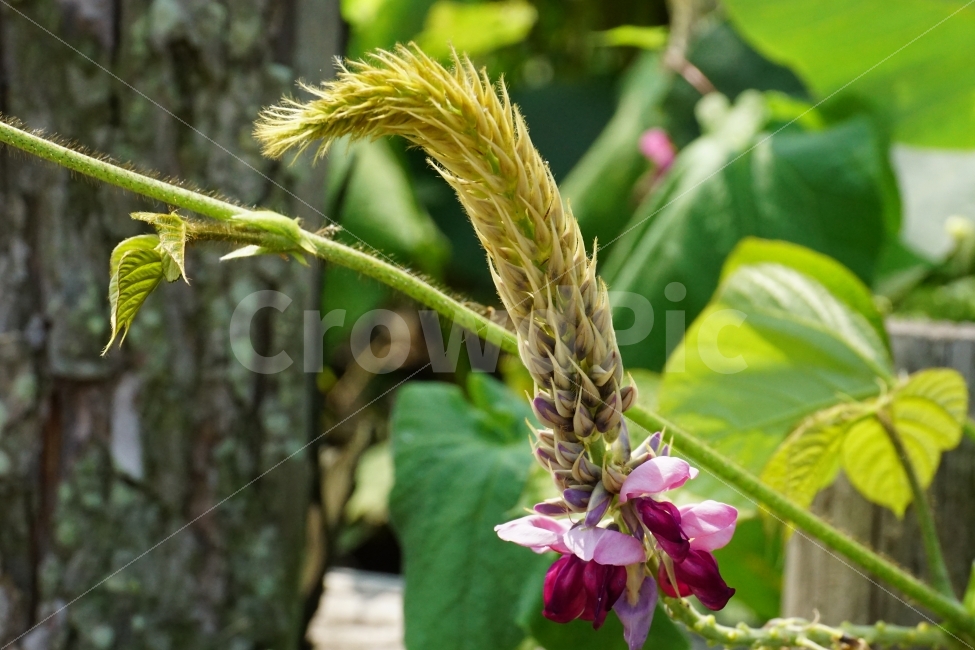 칡꽃,꽃,꽃사진,플라워,flower,Puerarialobata,식물,자연,nature,plants,plant,이파리,flowers,스넵,스넵사진,스냅,스냅사신,snap,snapshot,감성,감성사진,힐링,힐링사진,여름꽃,계절,여름,season,summer,8월,느낌,분위기,feel,feeling,한국의자연,한국자연,korea,초가을,늦여름,autumn,fall,9월,September,가을꽃,식물,자연,plants,nature,꽃,flower