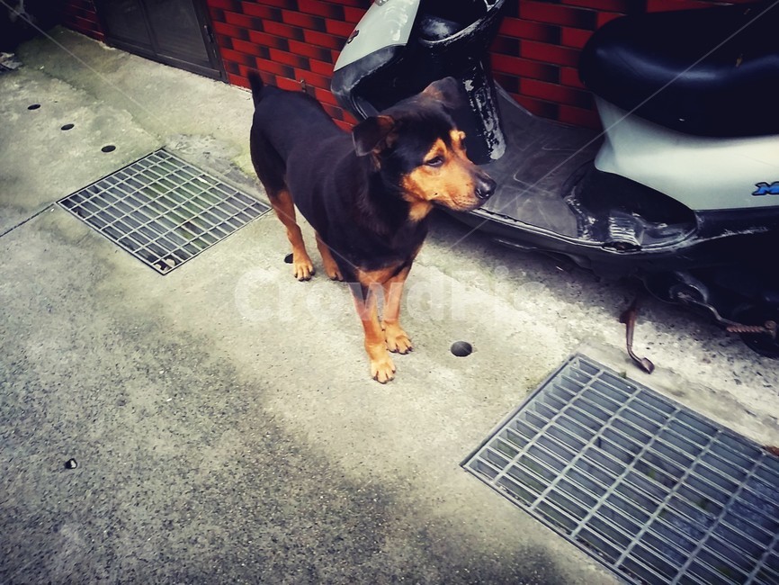개,dog,까만개,골목산책,주인님,기다림,지킴,의리,충직한,동물,animal,포유류,mammal,개,강아지,dog,doggy