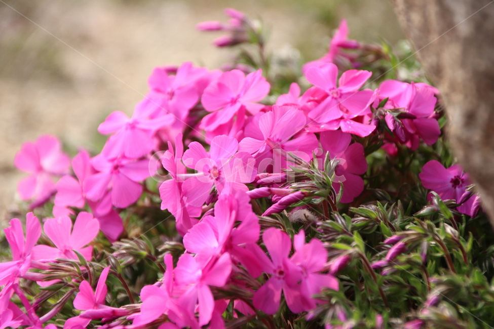 지면패랭이꽃,꽃,자연,봄,풍경,봄,계절,spring,season,식물,자연,plants,nature,꽃,flower,geranium,제라늄,blossom,plant