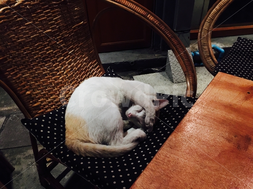 고양이,반려묘,묘,집사,cat,잠자는고양이,잠,동물,animal,포유류,mammal,고양이,cat,kitten,kitty