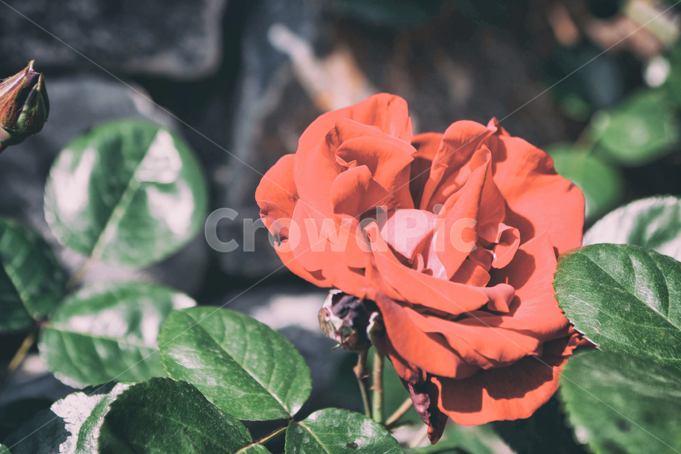꽃,여름,여름꽃,장미,rose,식물,자연,flowers,summer,summerflowers,plant,정물,장미축제,nature,여름,계절,summer,season,식물,자연,plants,nature,꽃,flower,geranium,제라늄,blossom