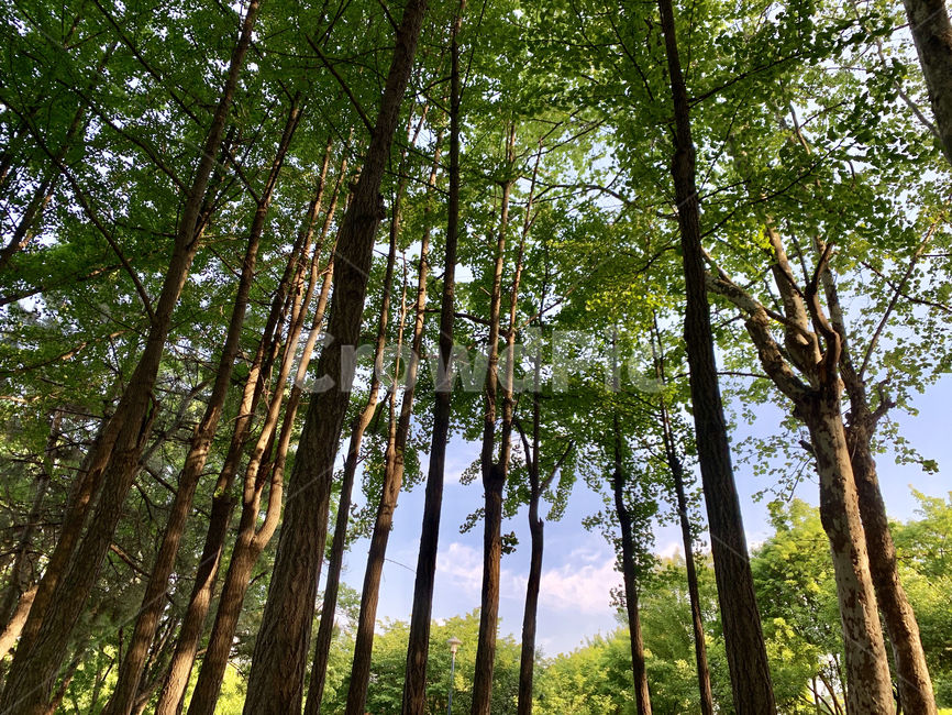 공원,나무,공원나무,자연,숲,공원숲,소풍,나들이,녹색,휴식,풍경,수풀,녹림,산책,힐링,초록색,낮,파랑,맑은날,나뭇잎,건강,초록,그린,wood,green,forest
