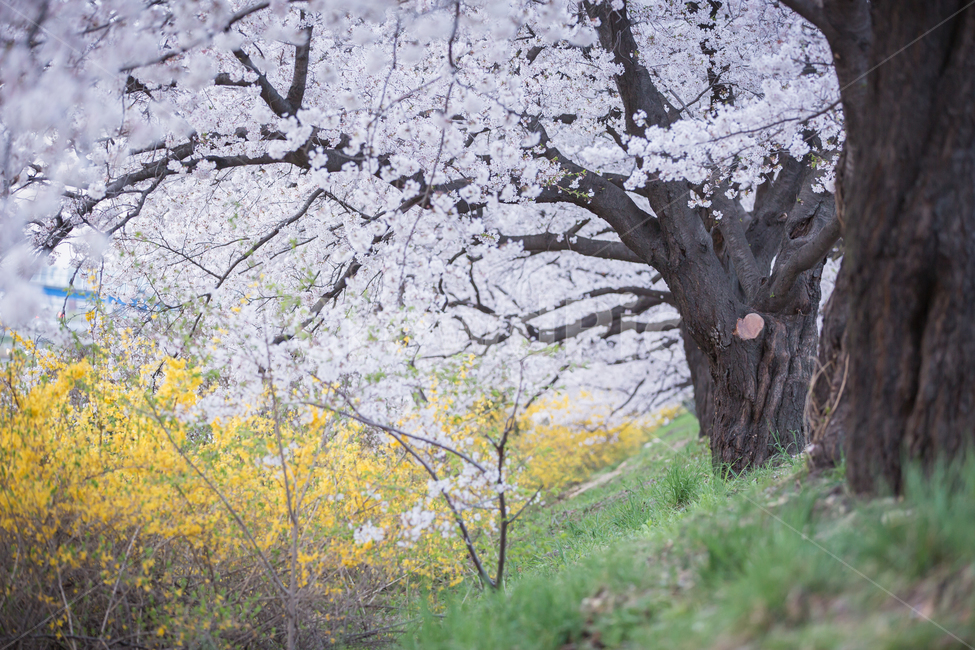벚꽃,4월,개나리,벚꽃엔딩,꽃,봄,계절,spring,season,plant,식물,tree,나무,tree trunk,나무 줄기