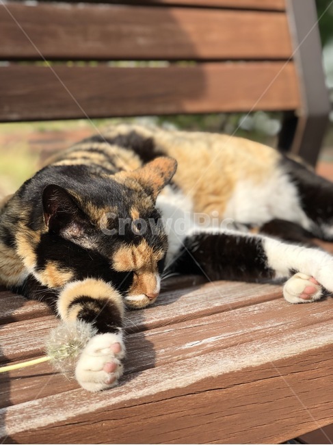 민들레,잠,고양이,삼색고양이,cat