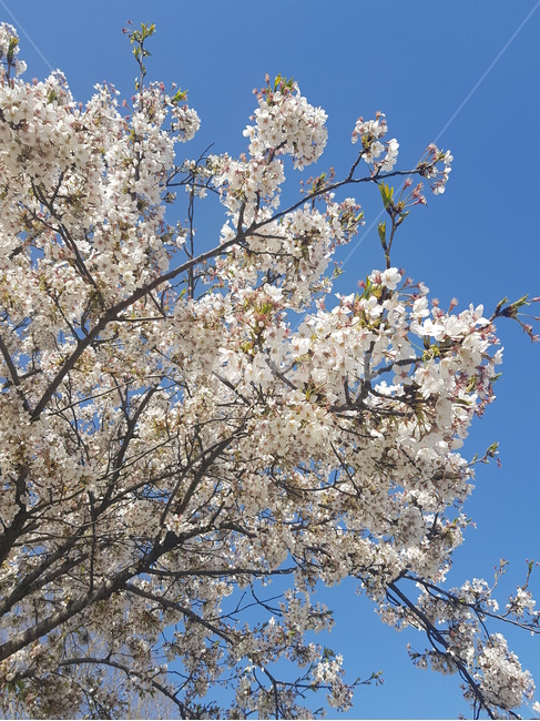 봄,꽃,벚꽃,꽃놀이,season
