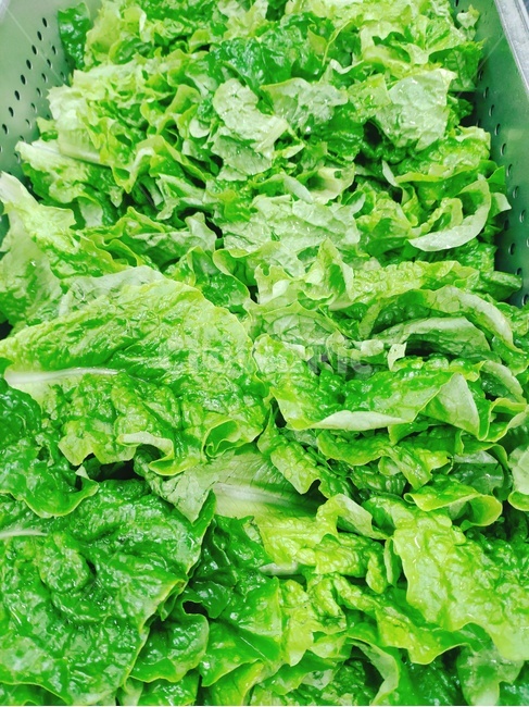 plant,식물,food,음식,vegetable,야채,상추