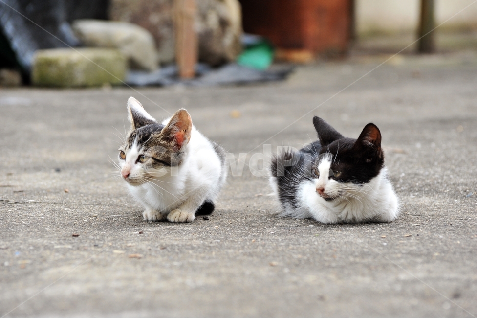 고양이,마당,시골,우정,행복,고양이두마리,동물,animal,포유류,mammal,고양이,cat,kitten,kitty