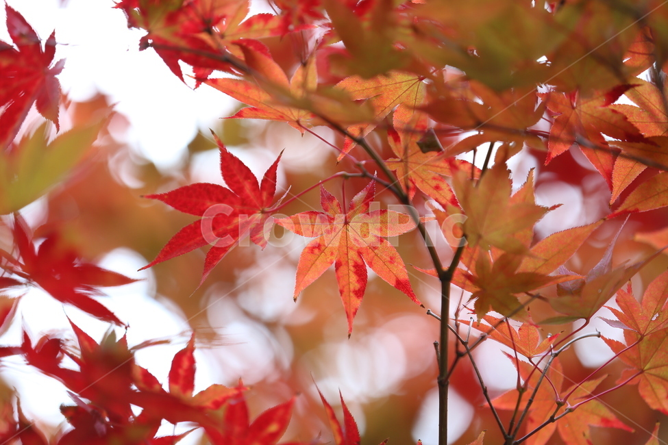 단풍,가을,풍경,잎,식물,leaf,plant,tree,나무,가을,계절,fall,autumn,season,식물,자연,plants,nature,나무,trees,wood