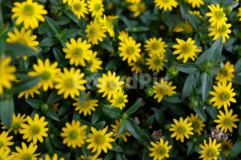 꽃,flower,blossom,식물,plant,노란꽃,식물,자연,plants,nature,꽃,flower
