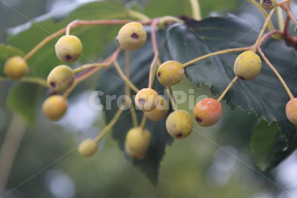 plant,식물,fruit,yellow,열매,꽃,flower,과일,열매,fruit