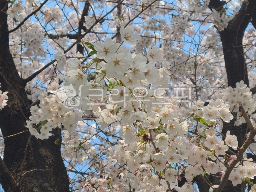 cherry blossom,flower,spring,nature,cherry blossom tree