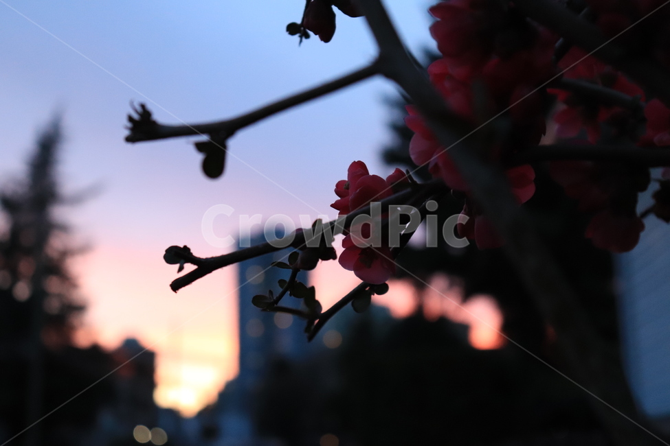 꽃,야경,노을,감성사진,핑크벚꽃