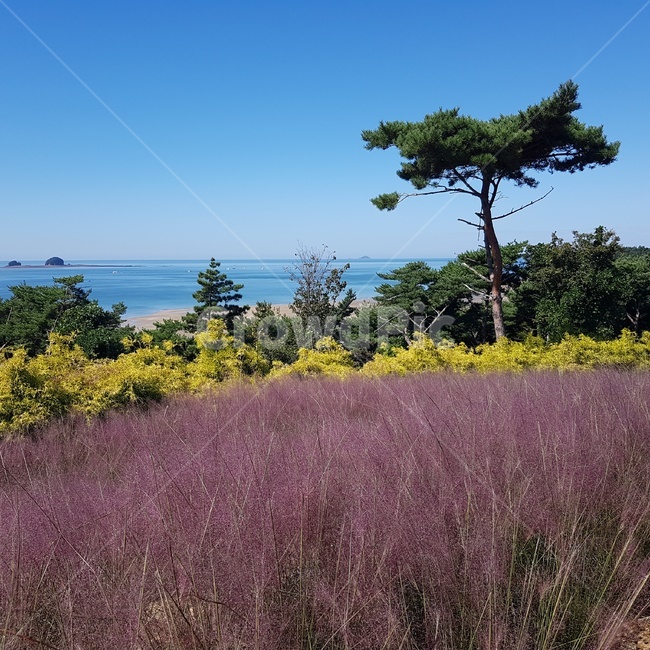 핑크뮬리,바다,해변,나무,들판,자연,꽃,하늘