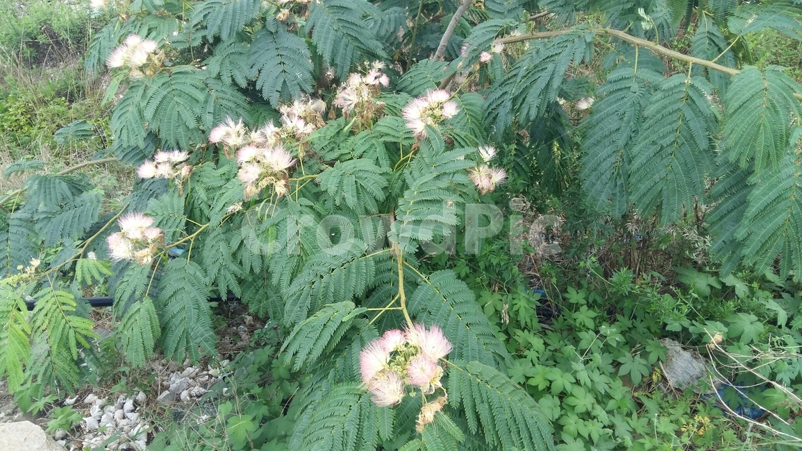 경주,감은사지,풀,꽃,들꽃,잎사귀,초록,자연,nature