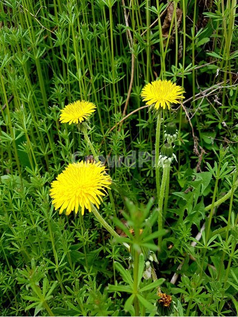 식물,flower,꽃,blossom,민들레,봄,식물,자연,plants,nature,꽃,flower