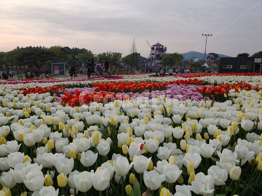 튤립,꽃,안면도축제,안면도튤립축제,식물,식물,자연,plants,nature,꽃,flower