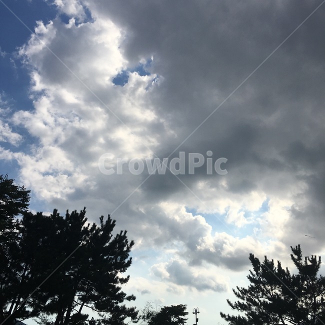 하늘,구름,자연,나무,풍경,여름,흐림,맑음,장마