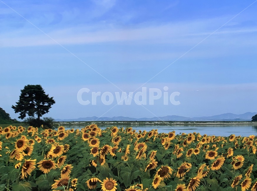 식물,꽃,blossom,해바라기,바다,자연,풍경,nature,landscape,식물,plants,꽃,flower,plant
