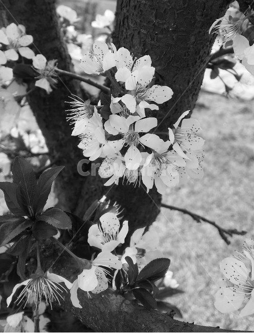 흑백사진,벚꽃,나무,식물,flower,식물,자연,plants,nature,꽃,flower