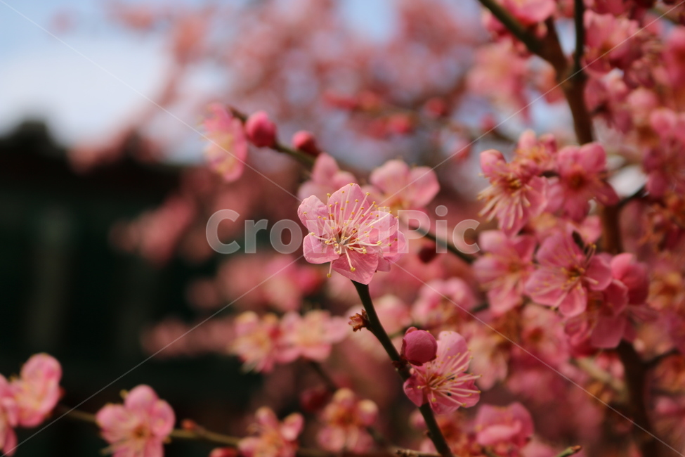 매화,봄소식,분홍,홍매화,만개,봄,계절,spring,season,식물,자연,plants,nature,꽃,flower,감성,sensible,feeling,plant,blossom