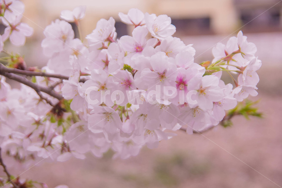 벚꽃,봄꽃,cherryblossom,봄분위기,spring,꽃