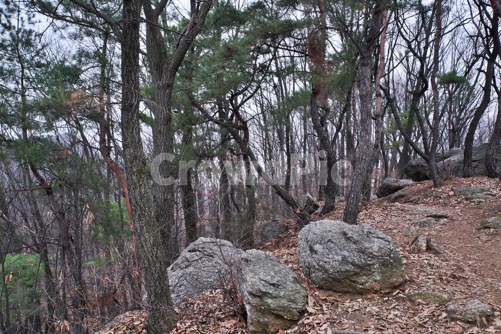 모락산,산,의왕시,자연,바위,나무,낙엽,계절,소나무,자연,풍경,nature,landscape