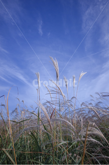 가을,하늘,억새,갈대,가을감성,가을,계절,fall,autumn,season,자연,풍경,nature,landscape,식물,plants,grass,잔디,plant,lawn