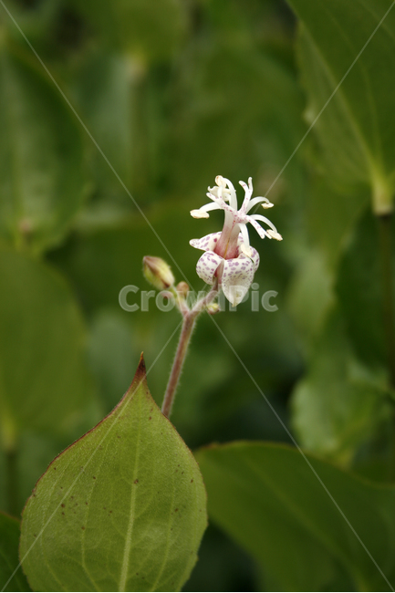 뻐꾹나리,식물,flower,plants,nature,꽃,꽃봉오리,식물,자연,plants,nature,꽃,flower