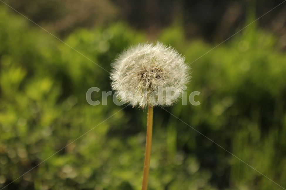 민들레,민들레꽃,봄,자연,민들레씨,식물,자연,plants,nature,꽃,flower