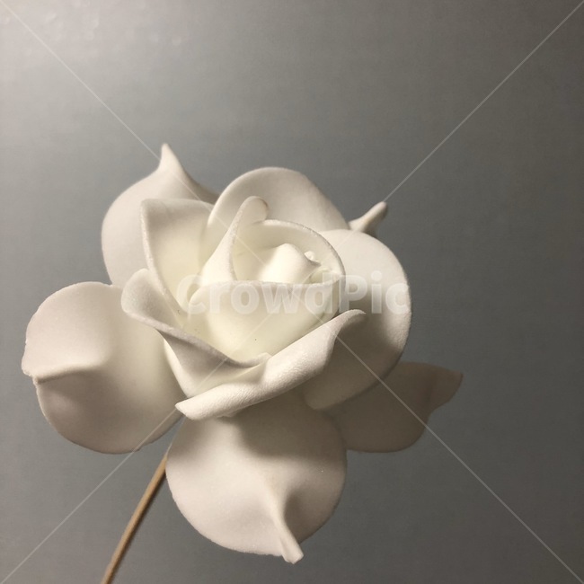 rose,장미,flower,꽃,blossom,흰꽃,조화