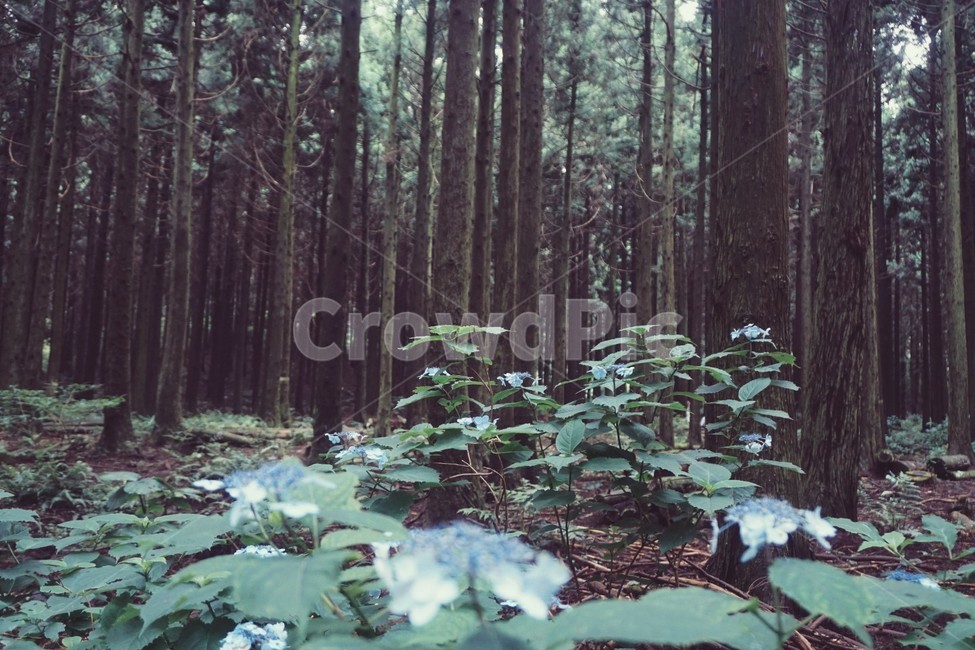 숲,숲길,제주도,자연,풍경,감성,자연,풍경,nature,landscape,제주도,jeju,jeju island,감성,sensible,feeling,tree,나무,plant,식물,redwood,세쿼이아