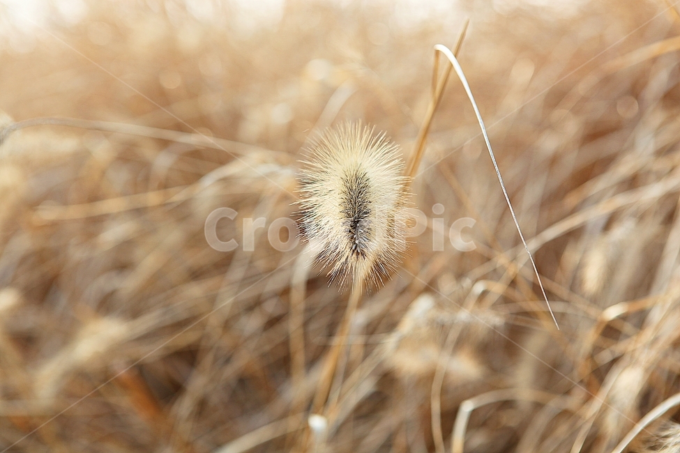 강아지풀,강아지풀꽃,꽃,잡초,가을,풀,야외,공원,가을,계절,fall,autumn,season,식물,자연,plants,nature