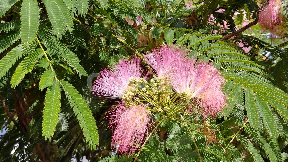 자귀나무,합환목,합환피,오리나무,쥐똥나무,albiziajulibrissin,식물,자연,plants,nature,꽃,flower