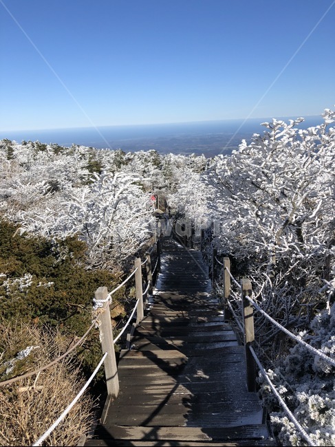 설경,1100고지,한라산,풍경,눈,등산로,snow,겨울,겨울,계절,winter,season